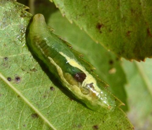 Réf. 321 373 : Xanthandrus comtus